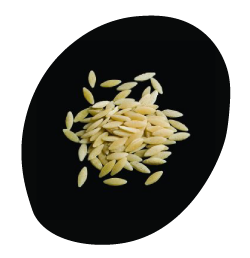 Orzo